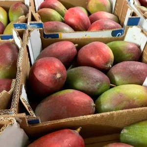mayorista-mangos-3.webp