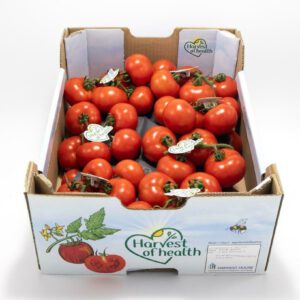 Harvest Tomaten