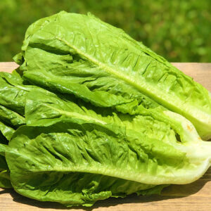 lettuce romaine-nema3