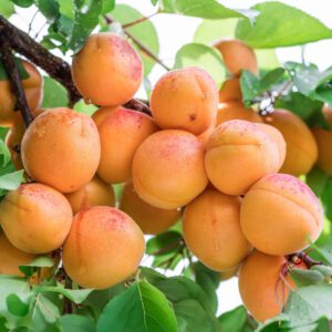 apricot4-nema