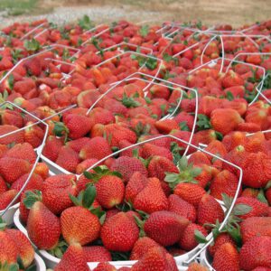 Fresh from the field